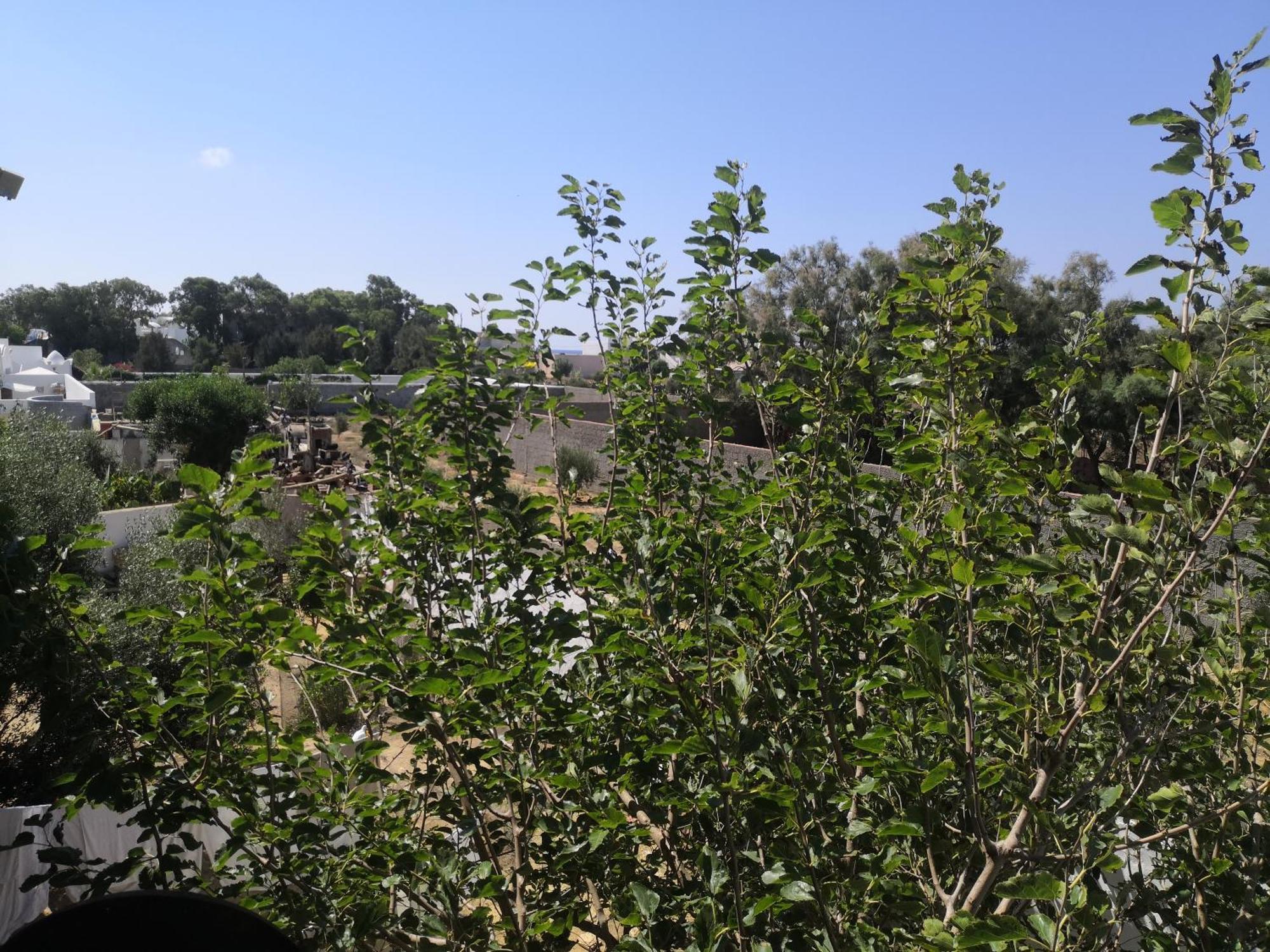 L'Hirondelle De Kelibia : Chez Amou Hotel Cameră foto